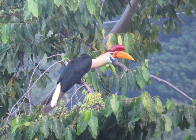 160226 VortragIndonesien Vogel Braasch01