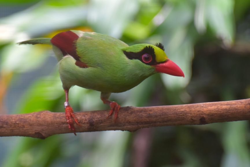 240925 Javan green magpie01